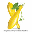 Botanical Interests Vegetable Seed