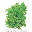 Botanical Interests Herb Seed