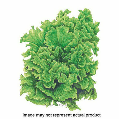 Botanical Interests Herb Seed