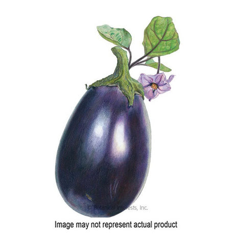 Botanical Interests Vegetable Seed