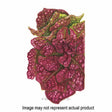 Botanical Interests Herb Seed