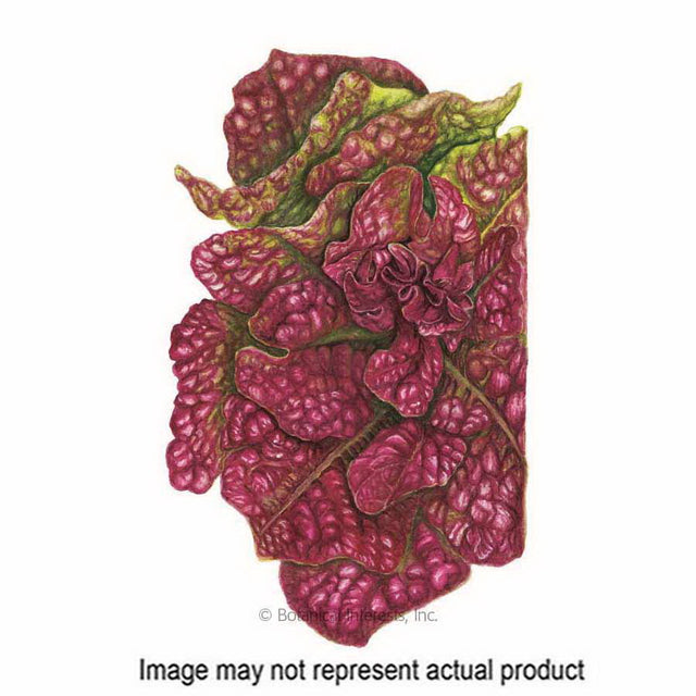 Botanical Interests Herb Seed