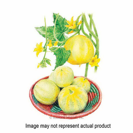 Botanical Interests Vegetable Seed