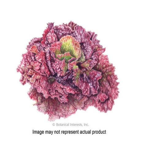 Botanical Interests Vegetable Seed