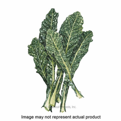 Botanical Interests Herb Seed