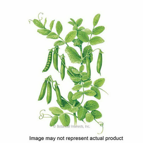 Botanical Interests Vegetable Seed