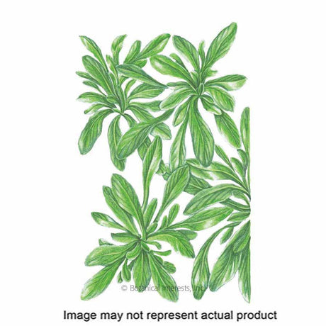 Botanical Interests Vegetable Seed