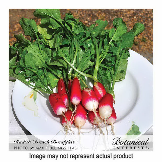 Botanical Interests Vegetable Seed