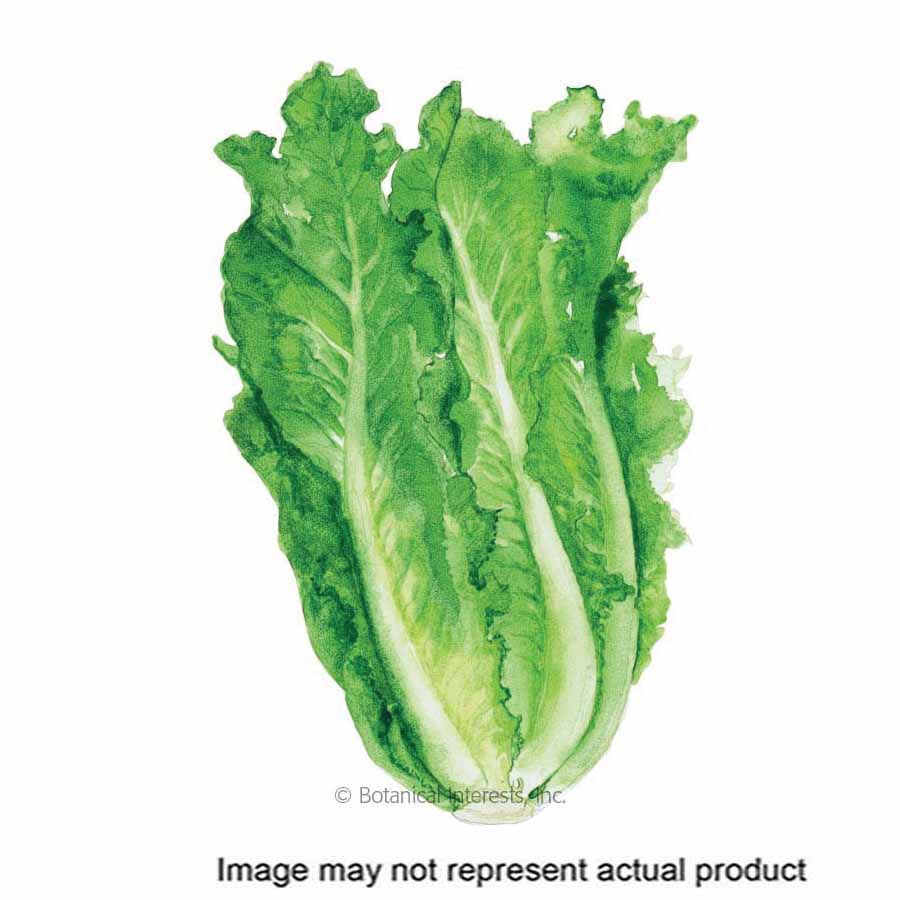 Botanical Interests Vegetable Seed