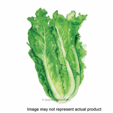Botanical Interests Vegetable Seed