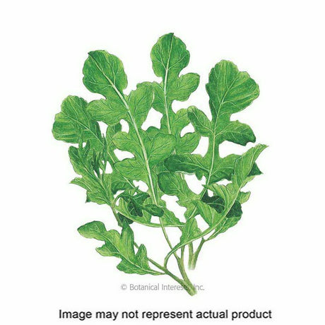 Botanical Interests Vegetable Seed