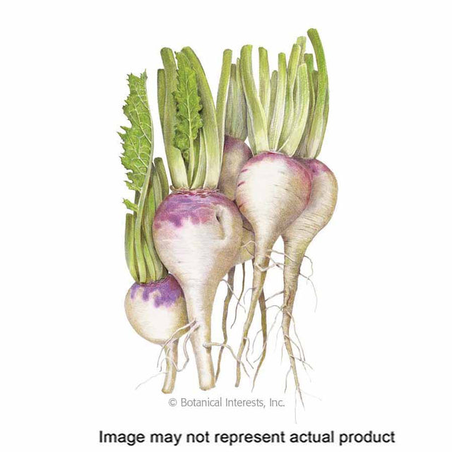 Botanical Interests Vegetable Seed