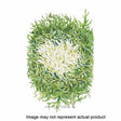 Botanical Interests Vegetable Seed