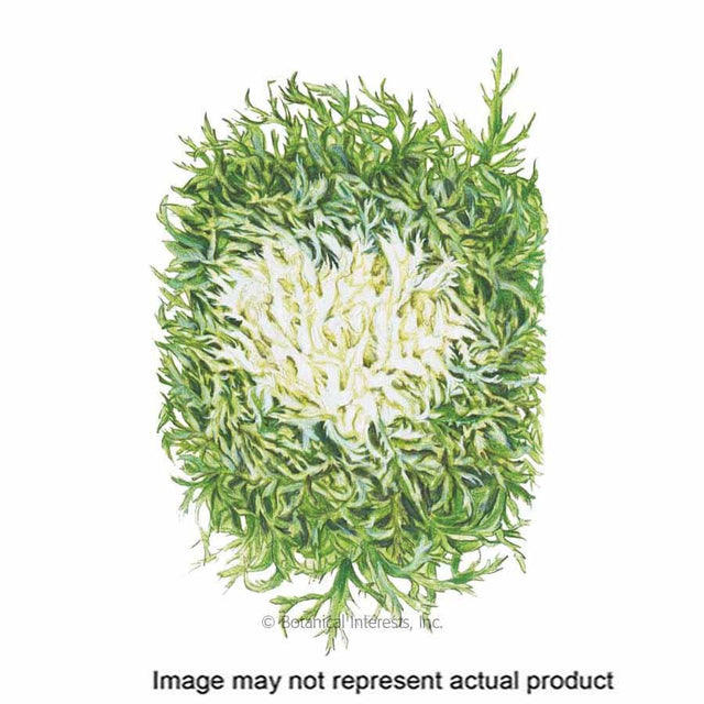 Botanical Interests Vegetable Seed