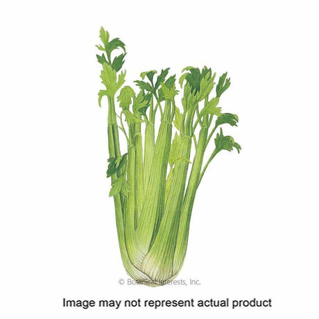 Botanical Interests Vegetable Seed