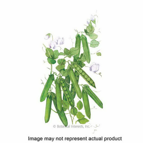 Botanical Interests Vegetable Seed