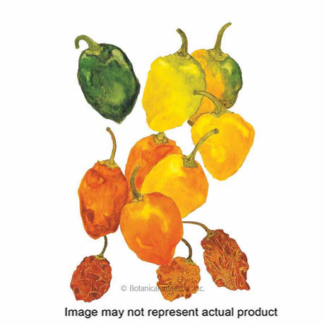 Botanical Interests Vegetable Seed