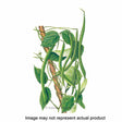 Botanical Interests Vegetable Seed