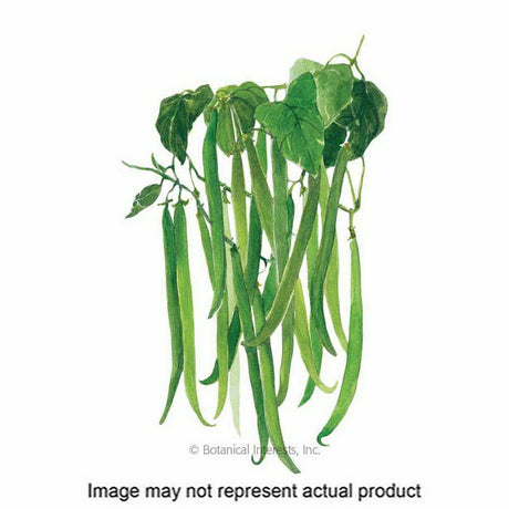 Botanical Interests Vegetable Seed