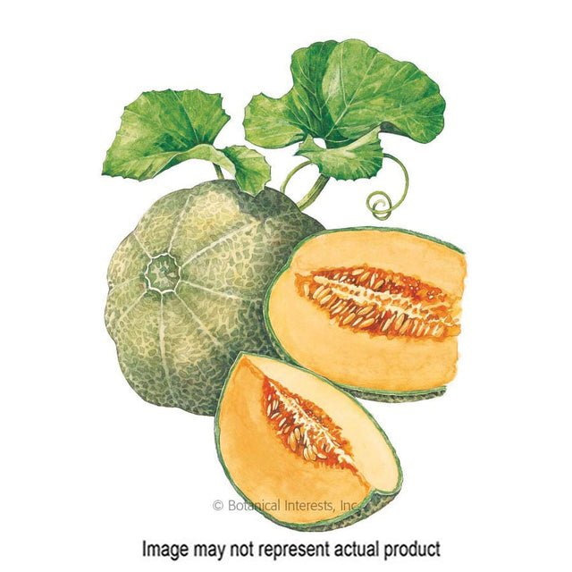 Botanical Interests Vegetable Seed