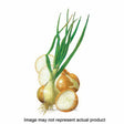 Botanical Interests Vegetable Seed