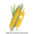 Botanical Interests Vegetable Seed