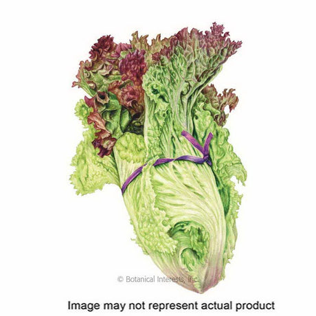 Botanical Interests Vegetable Seed