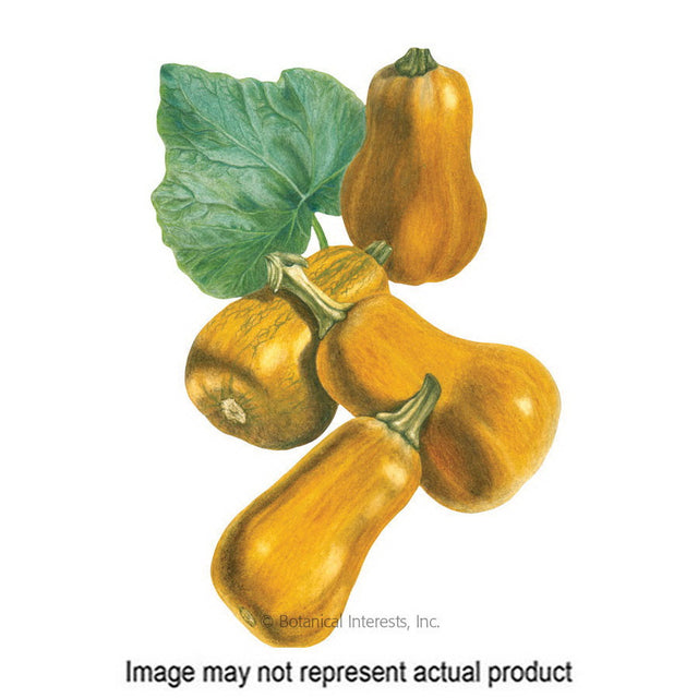 Botanical Interests Vegetable Seed