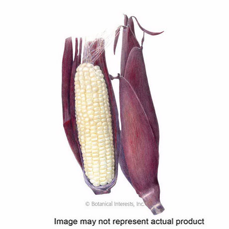 Botanical Interests Vegetable Seed