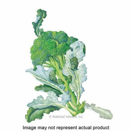 Botanical Interests Vegetable Seed