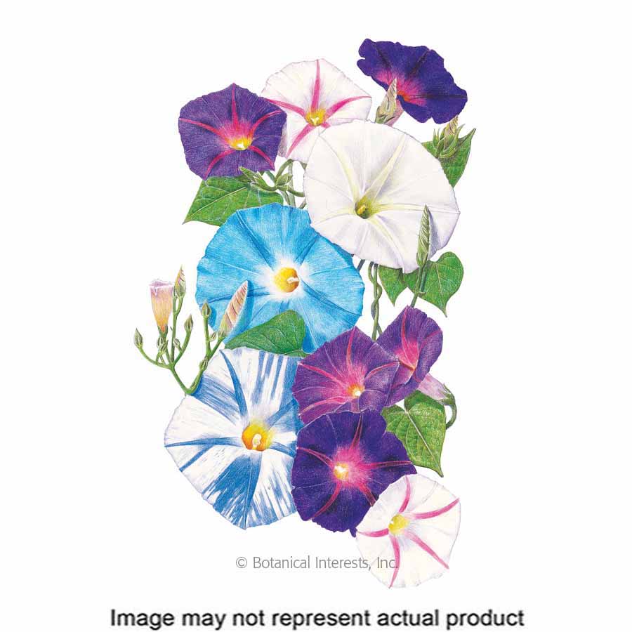 Botanical Interests Flower Seed