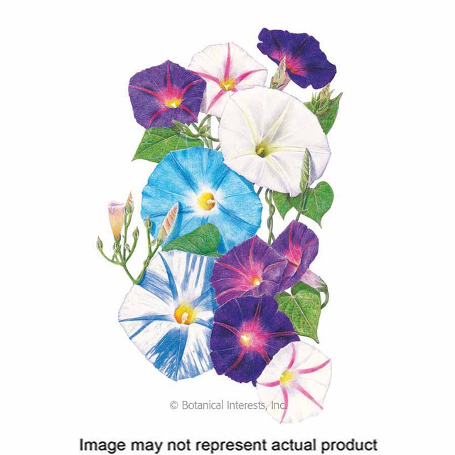 Botanical Interests Flower Seed