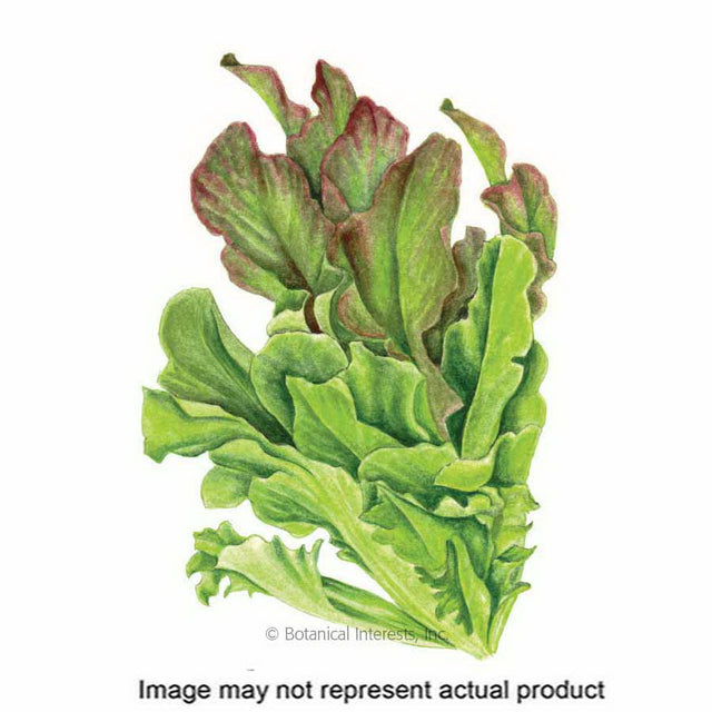 Botanical Interests Vegetable Seed