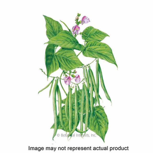 Botanical Interests Vegetable Seed