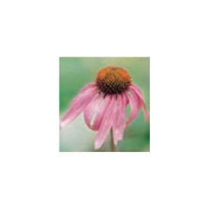 bbbseed Flower Seed