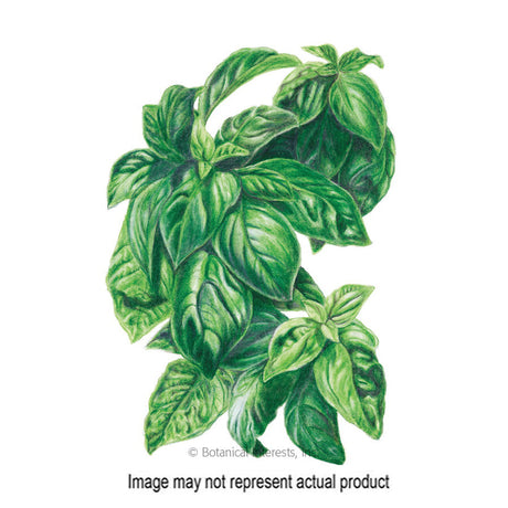 Botanical Interests Herb Seed