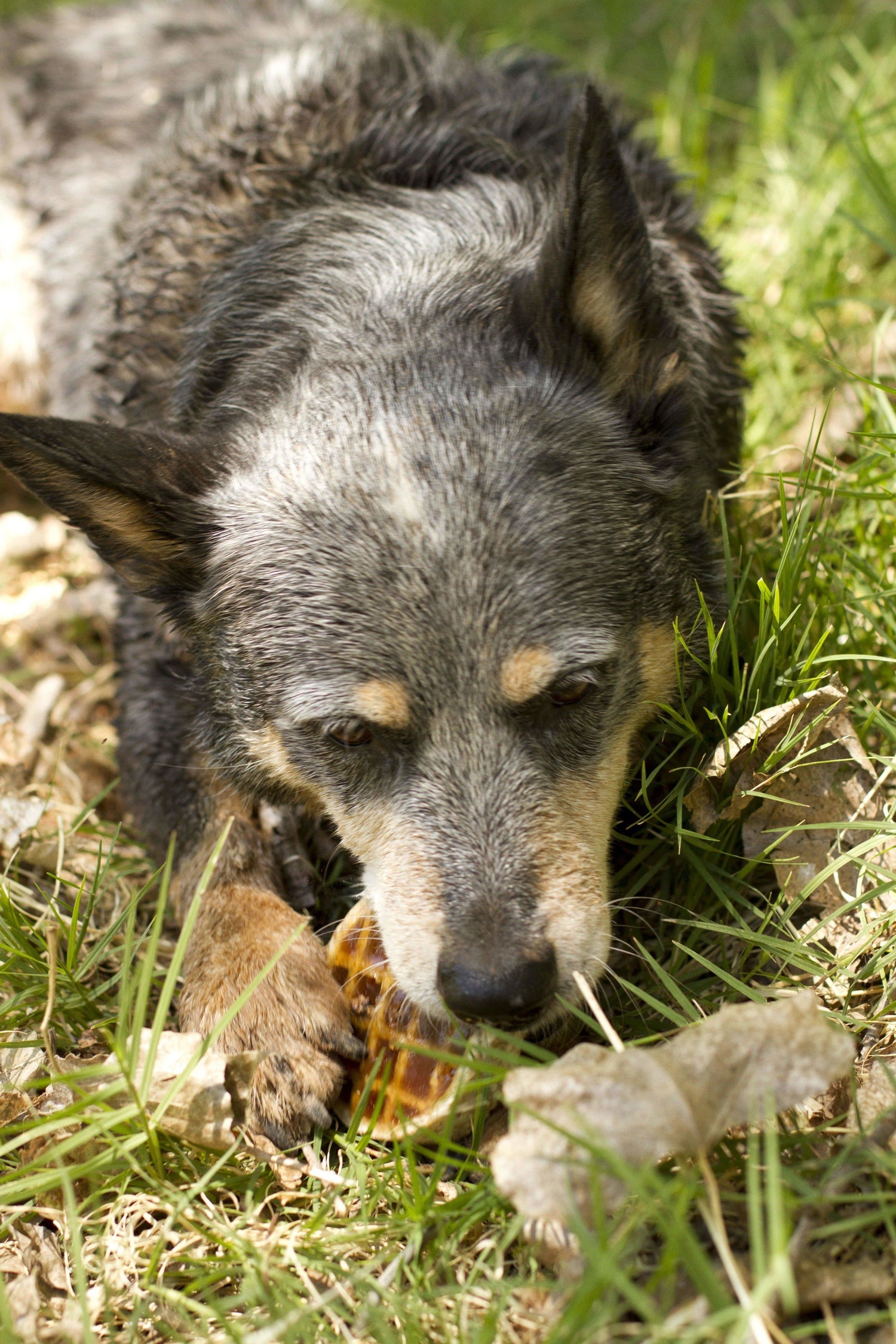 Red Barn Rawhide Roofle Dog Treat, Maple Flavor