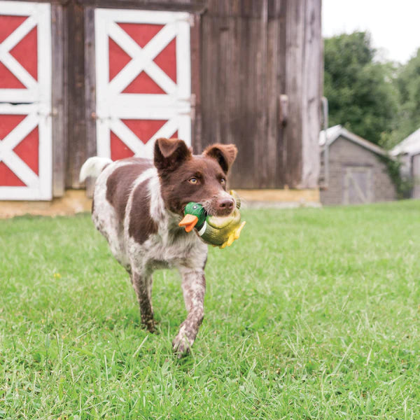 PetSafe Animal Squeak Toys