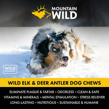 Mountain Wild Pet Whole Antler Chews - Medium / Large / X-Large