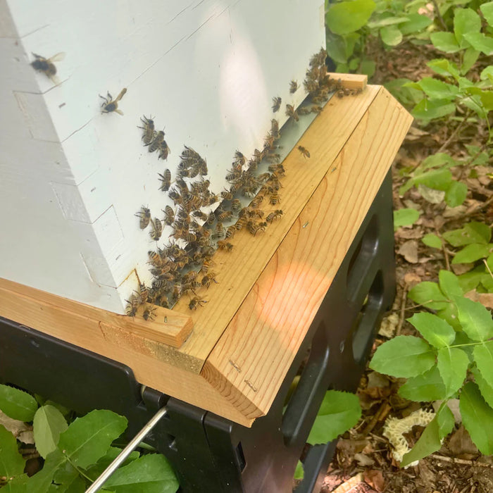 Harvest Lane Honey Beekeeping Screened Bottom Board for 10 Frame Hives