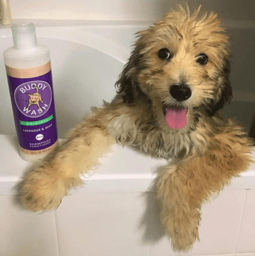 Cloudstar Buddy Wash 2-in-1 Dog Shampoo & Conditioner (Lavender & Mint) - 16oz & 1 Gallon