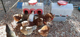 OverEZ Chicken Coop Chicken Feeder