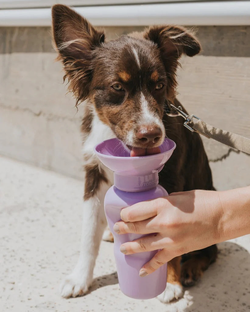 Springer Pets Classic Dog Travel Bottle 22oz - Lilac