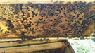 Harvest Lane Honey Deep Assembled Beehive Frame with Foundation - (Single or 5 Pack)