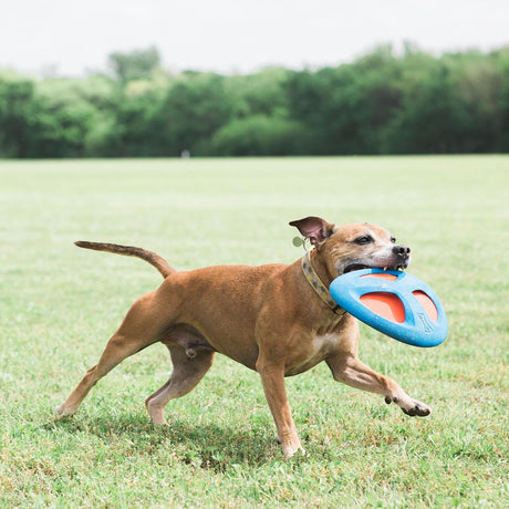 Chuckit! Fetch Flight Dog Toy - Blue / Orange