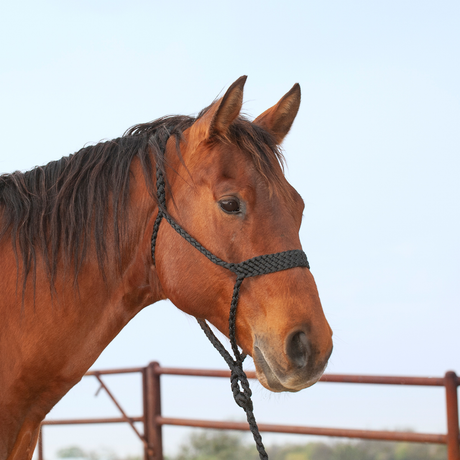 Classic Equine Flat Braid Halter and Leadrope - Black