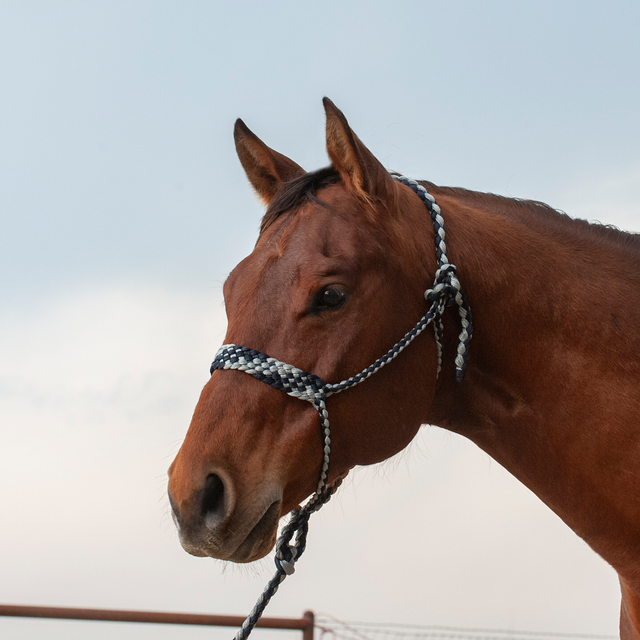 Classic Equine Flat Braid Halter and Leadrope - Navy / Grey