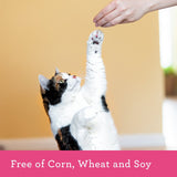 Grain Free Buddy Biscuits for Cats (Savory Turkey & Cheddar) - 3oz