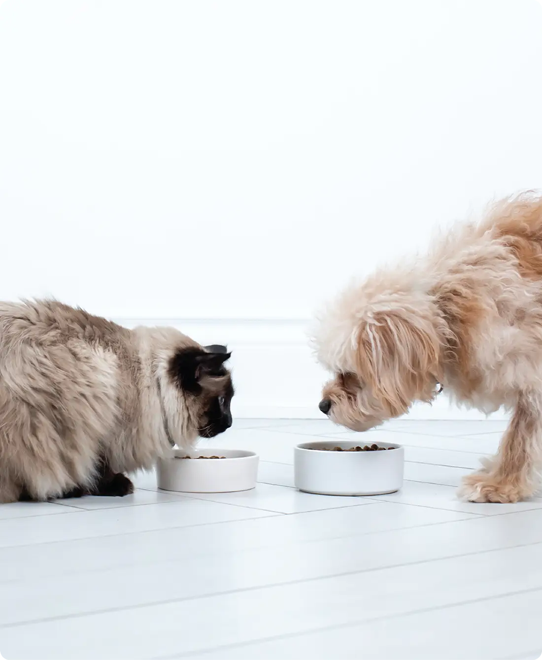 Open Farm Harvest Chicken Bone Broth for Dogs