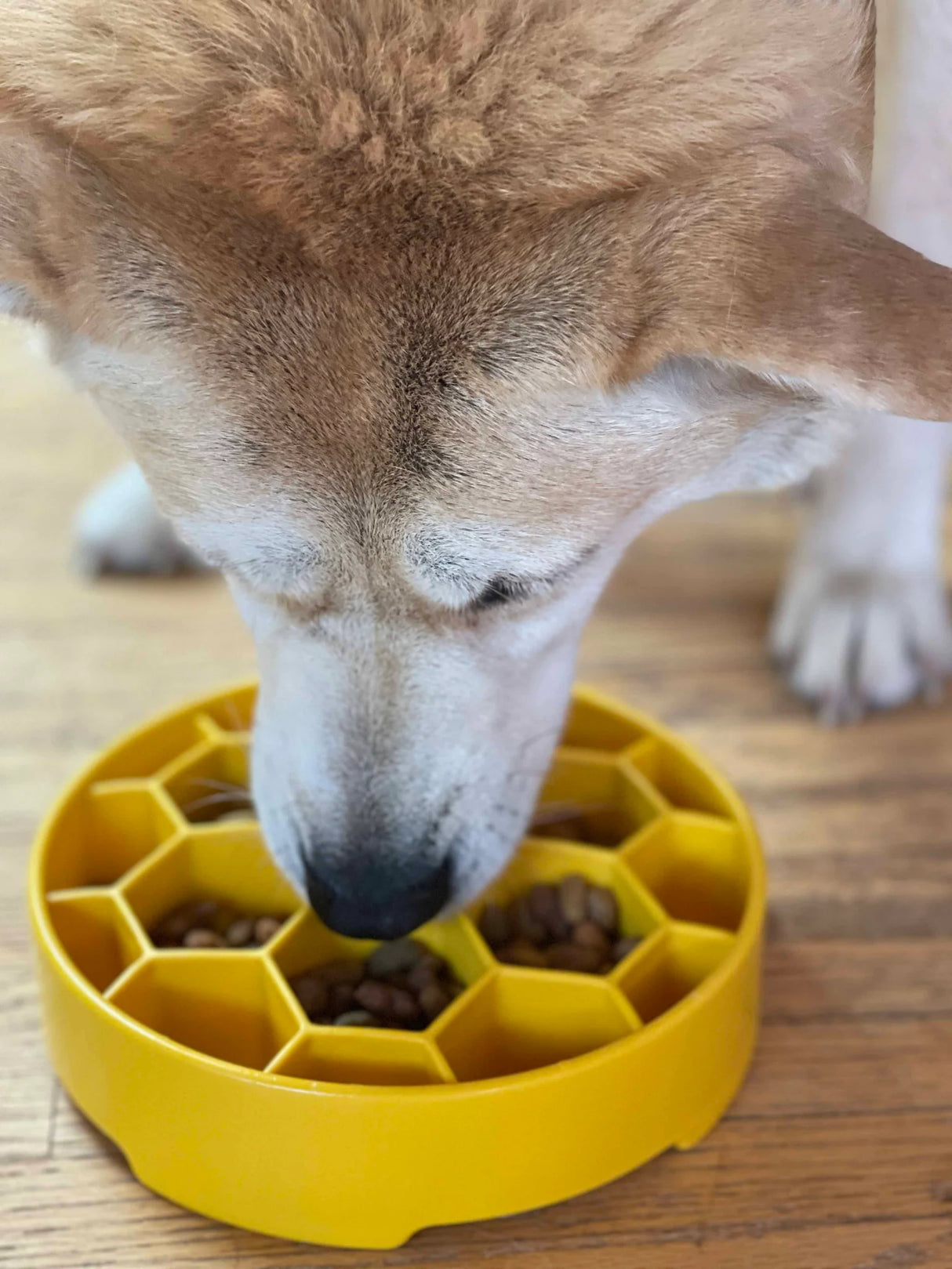 SodaPup Honeycomb Design Slow Feeder Bowl for Dogs - Yellow